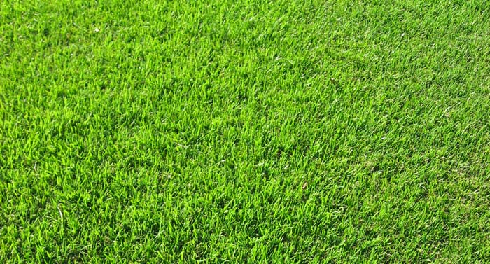 Bentgrass Park Avenue Turf