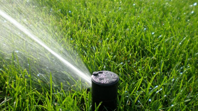 Water Restrictions, Your Lawn & Drought Tolerant Grass- What Does It 