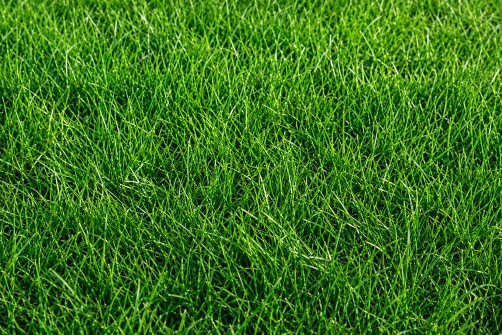 Park Avenue Meadow Mix