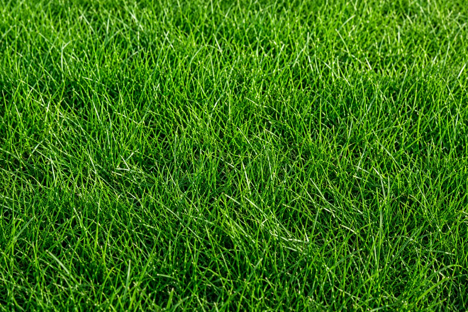 Park Avenue Meadow Mix sod in a natural meadow landscape