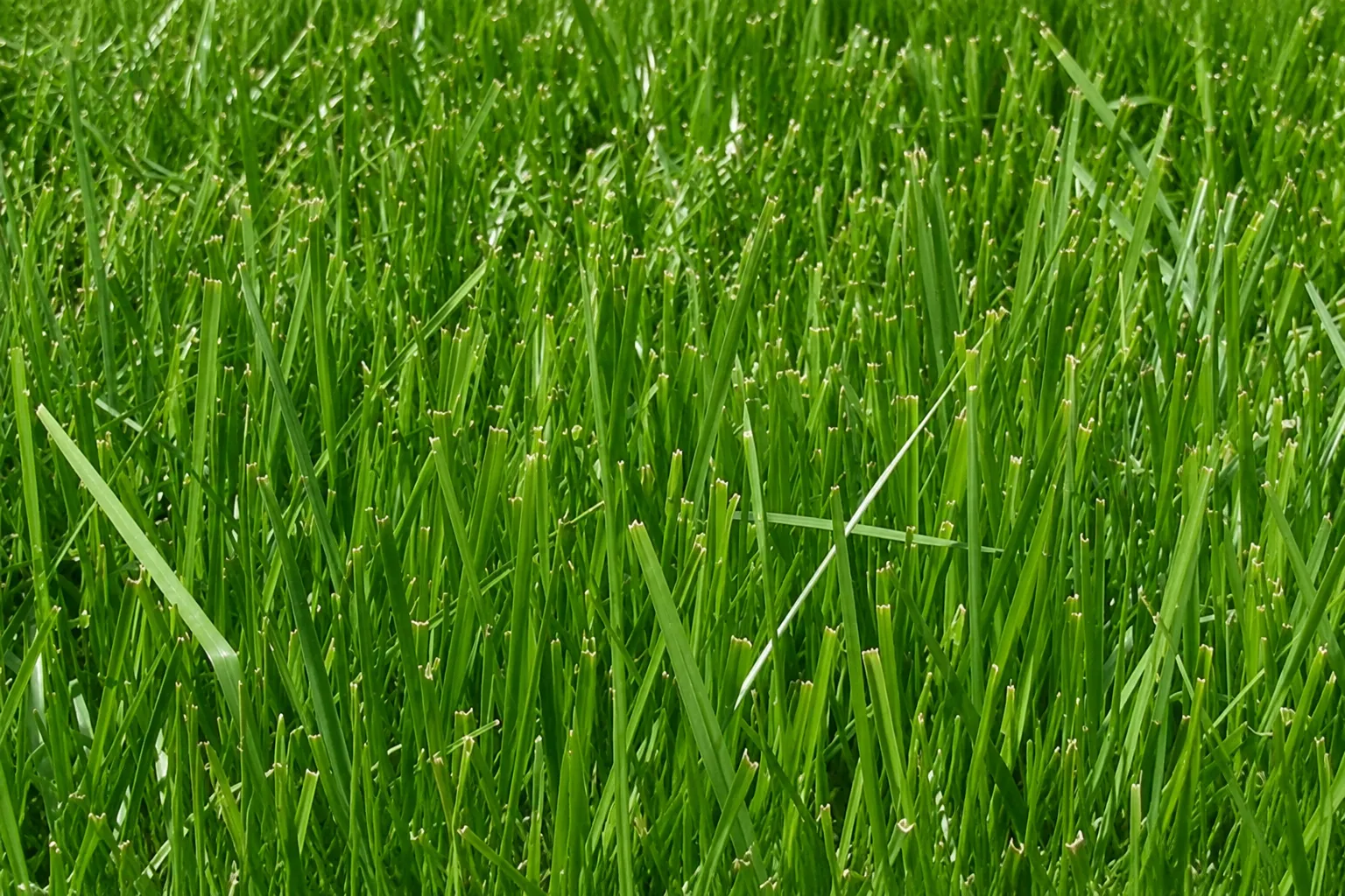 RTF WaterSaver Blend drought tolerant lawn