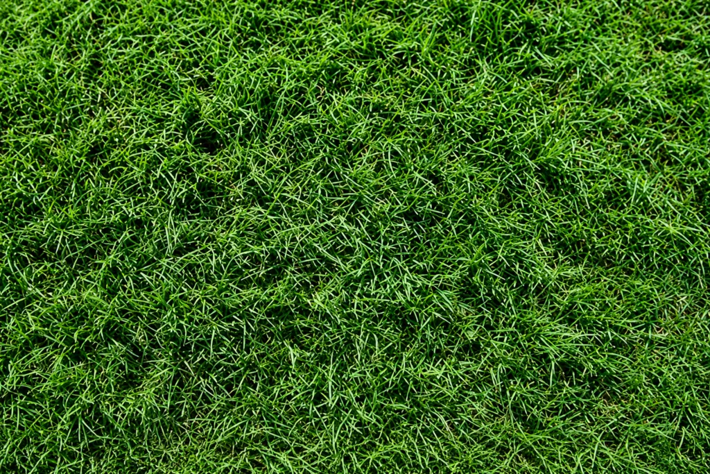 Santa Ana Hybrid Bermuda