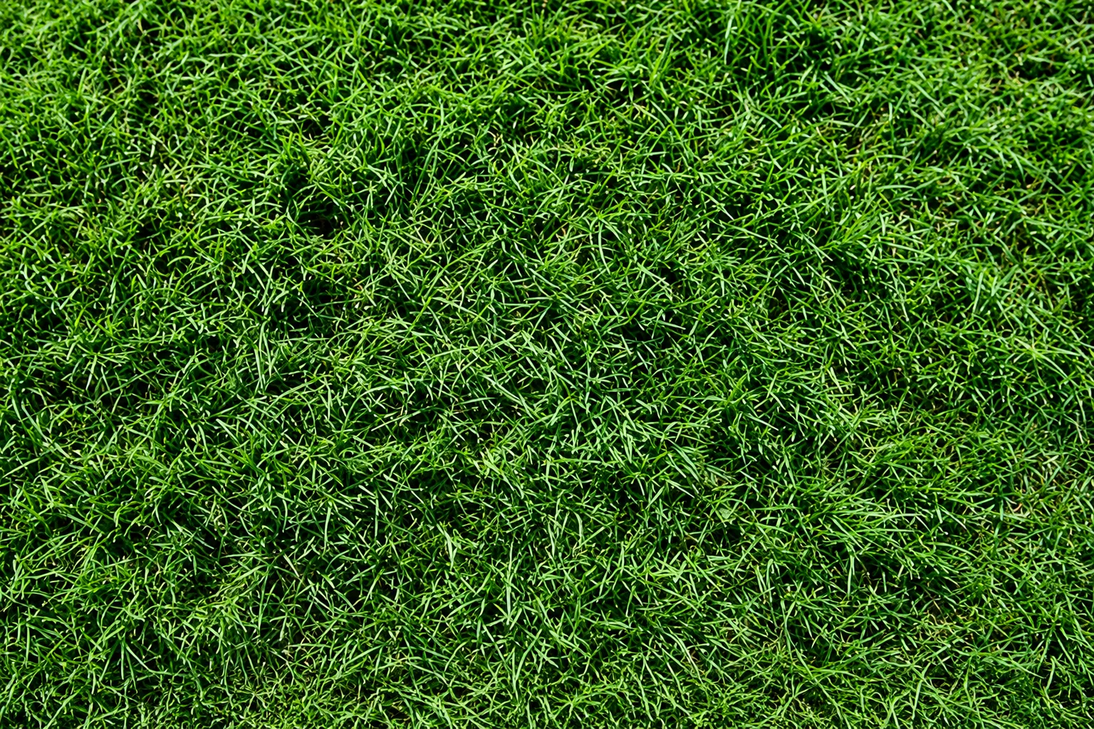 Santa Ana Hybrid Bermuda sod in a sunny warm climate lawn
