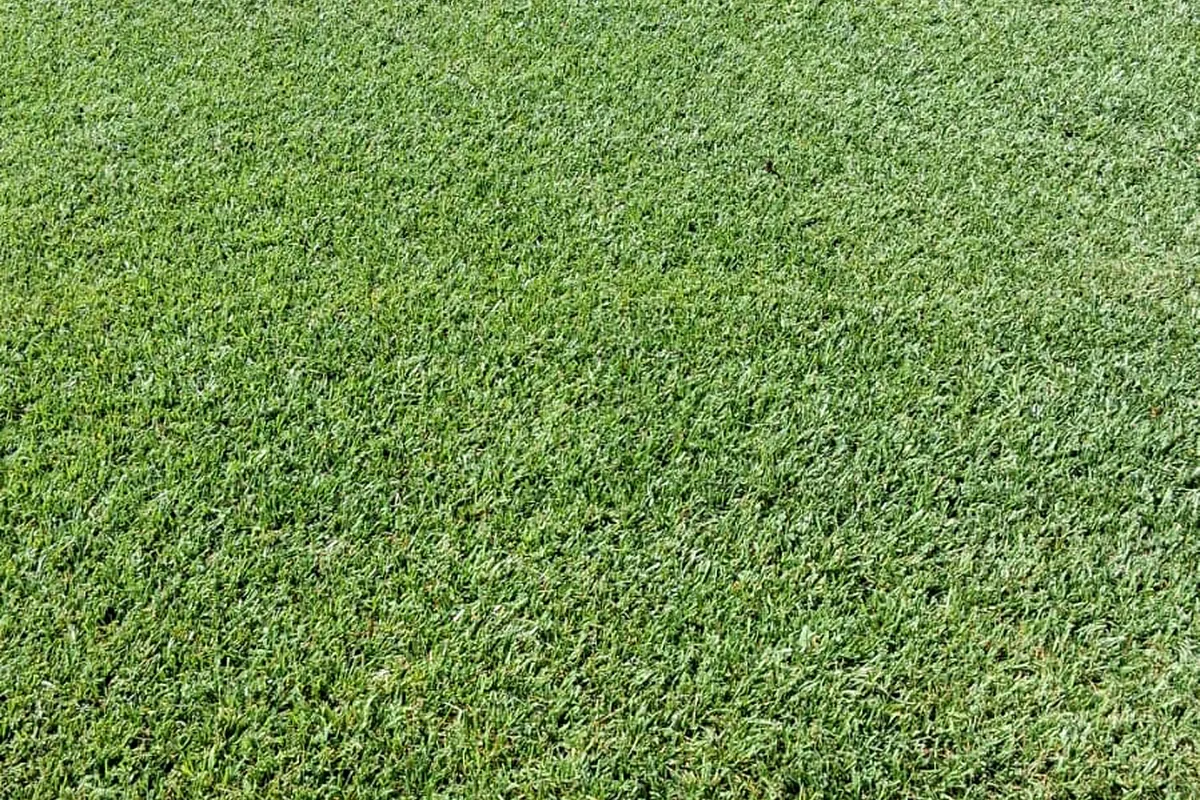 Bimini Bermuda sod in a sunny warm climate lawn