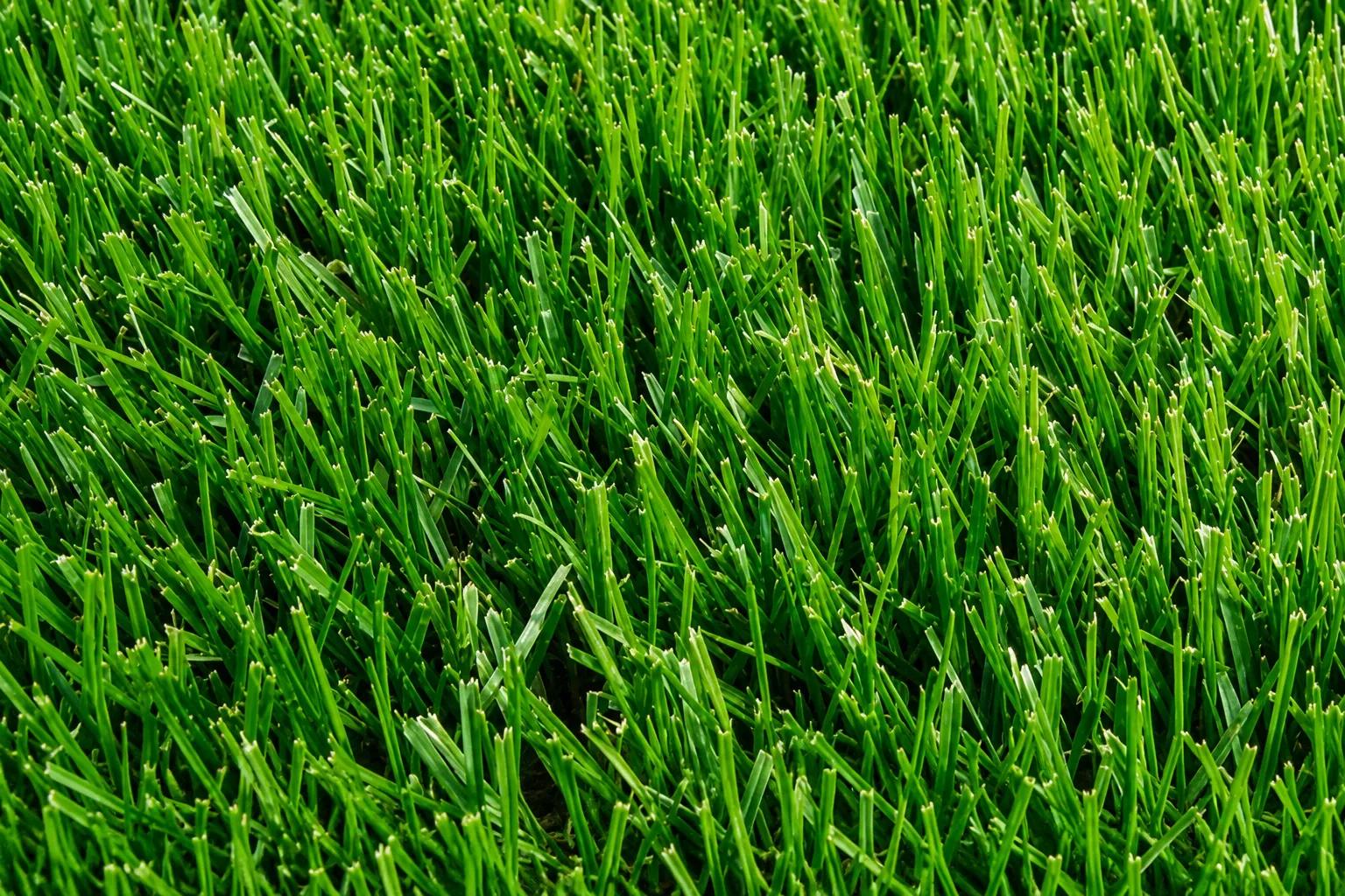 Elite Blue Rye Blend blue green sod lawn