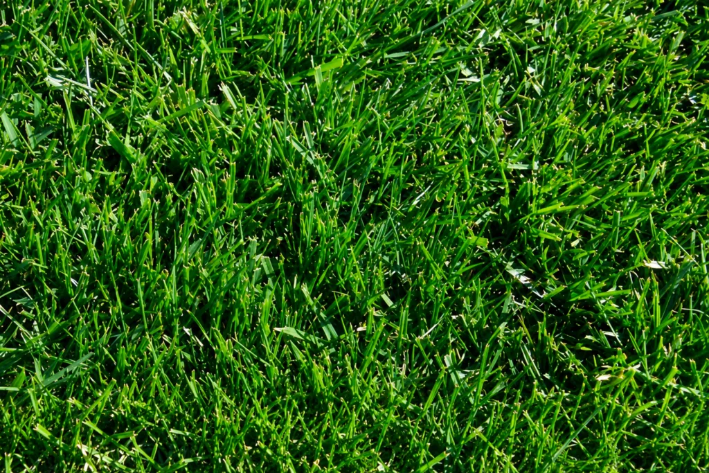 Endurance Fescue Blend Sod